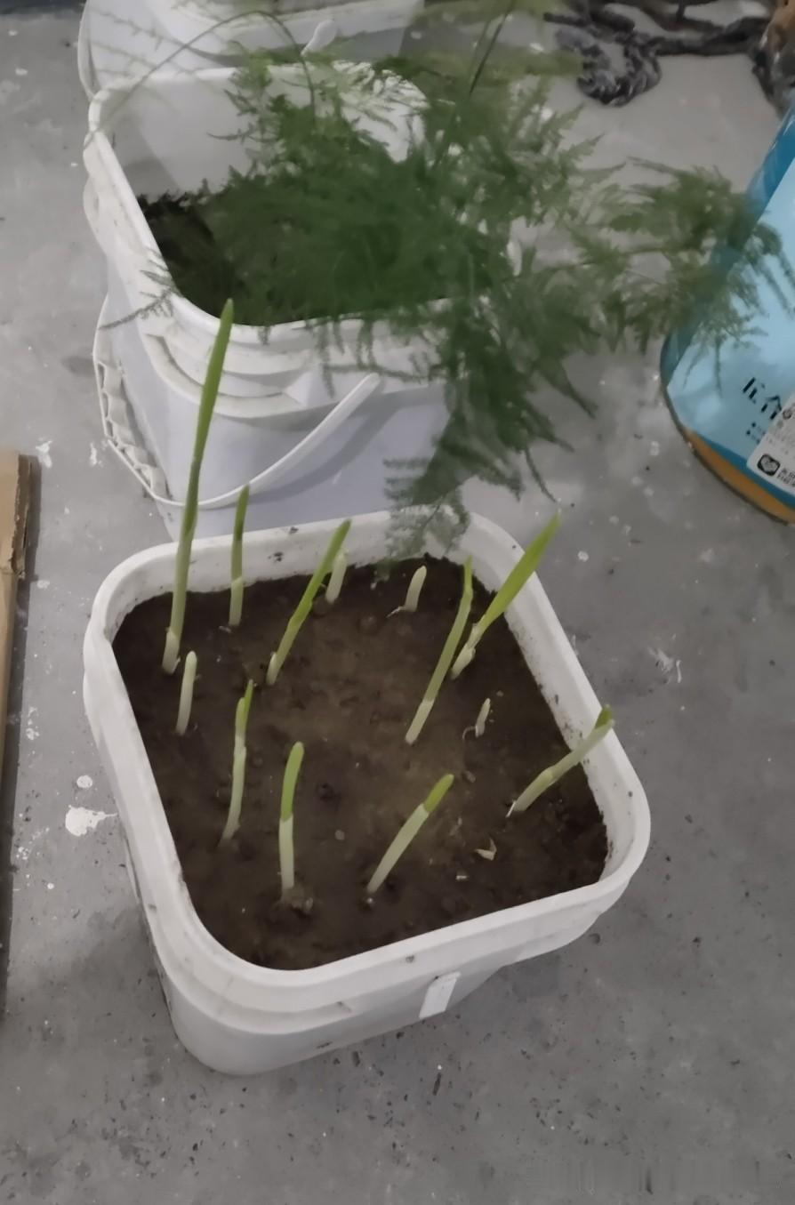 我要是退休了肯定不会无聊，因为我给自己找了许多小活。
黄豆芽我已经发得轻车熟路了