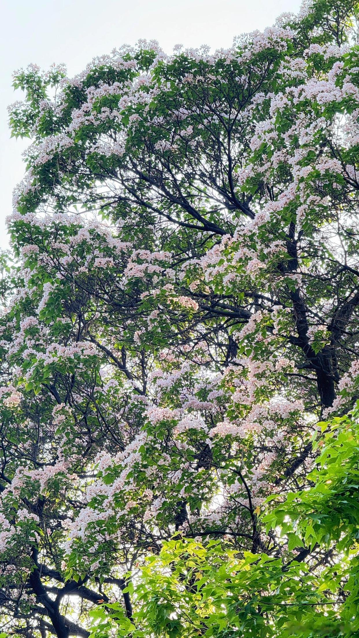 春日将暮，花香依旧，处处皆是诗意～ 