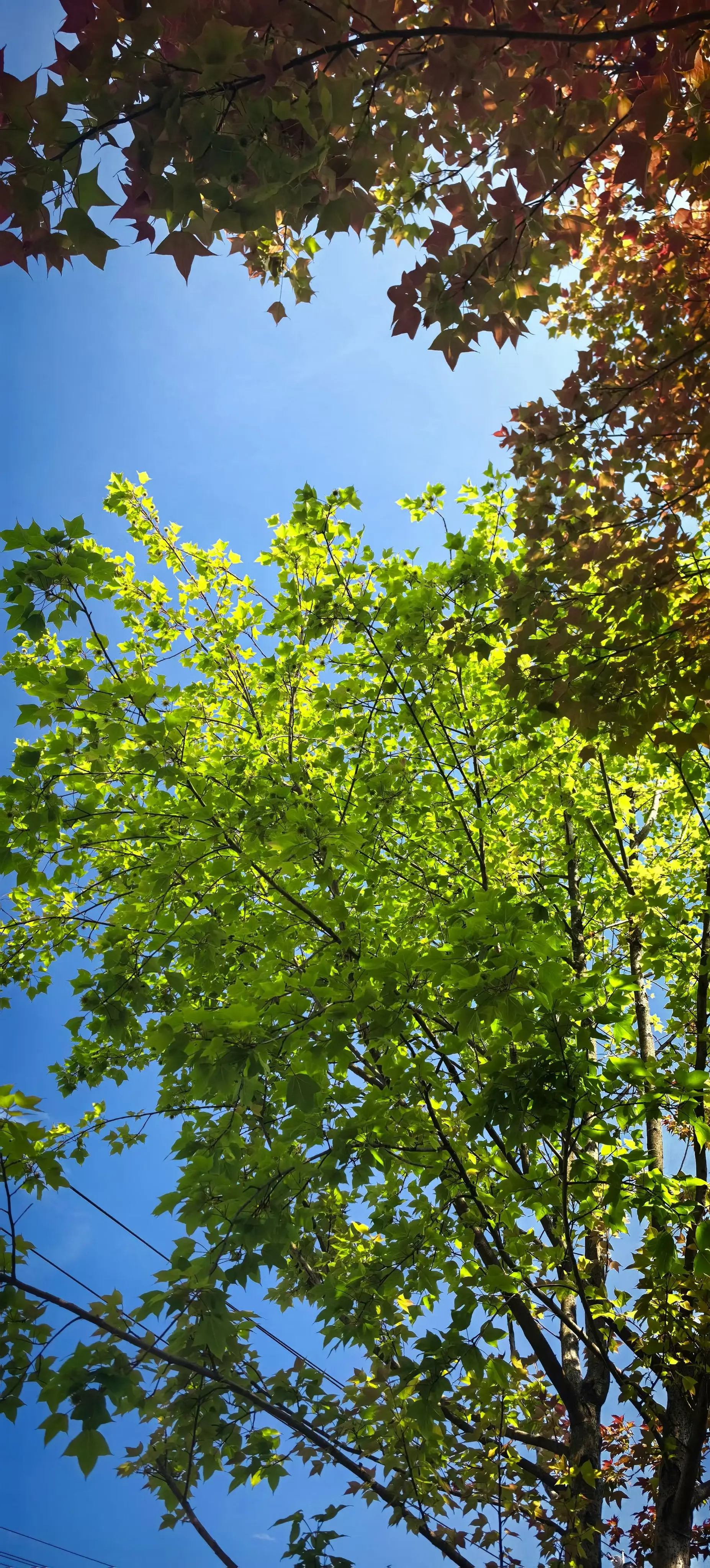 春日限定     ，城市风景远离城市喧嚣