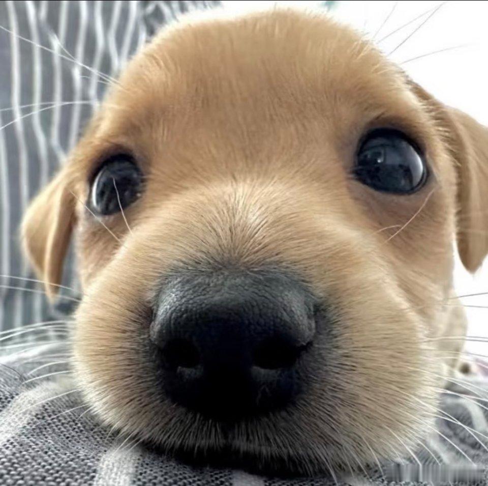 “高超高超，快起床陪我玩~🐾” 