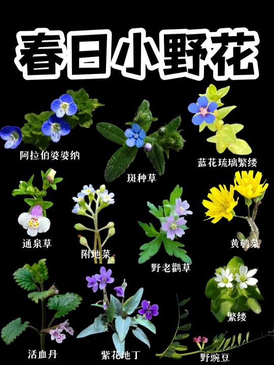 【春日小野花】春日里那些小野花