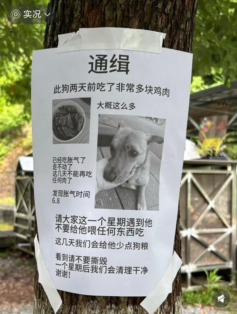 湖北恩施学院小狗贪吃被“通缉”了！