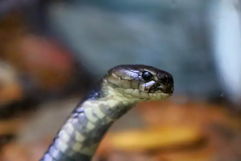 3月27日，云南文山一个3岁女童在家被眼镜王蛇咬伤，这事儿听起来就吓人。家人发现