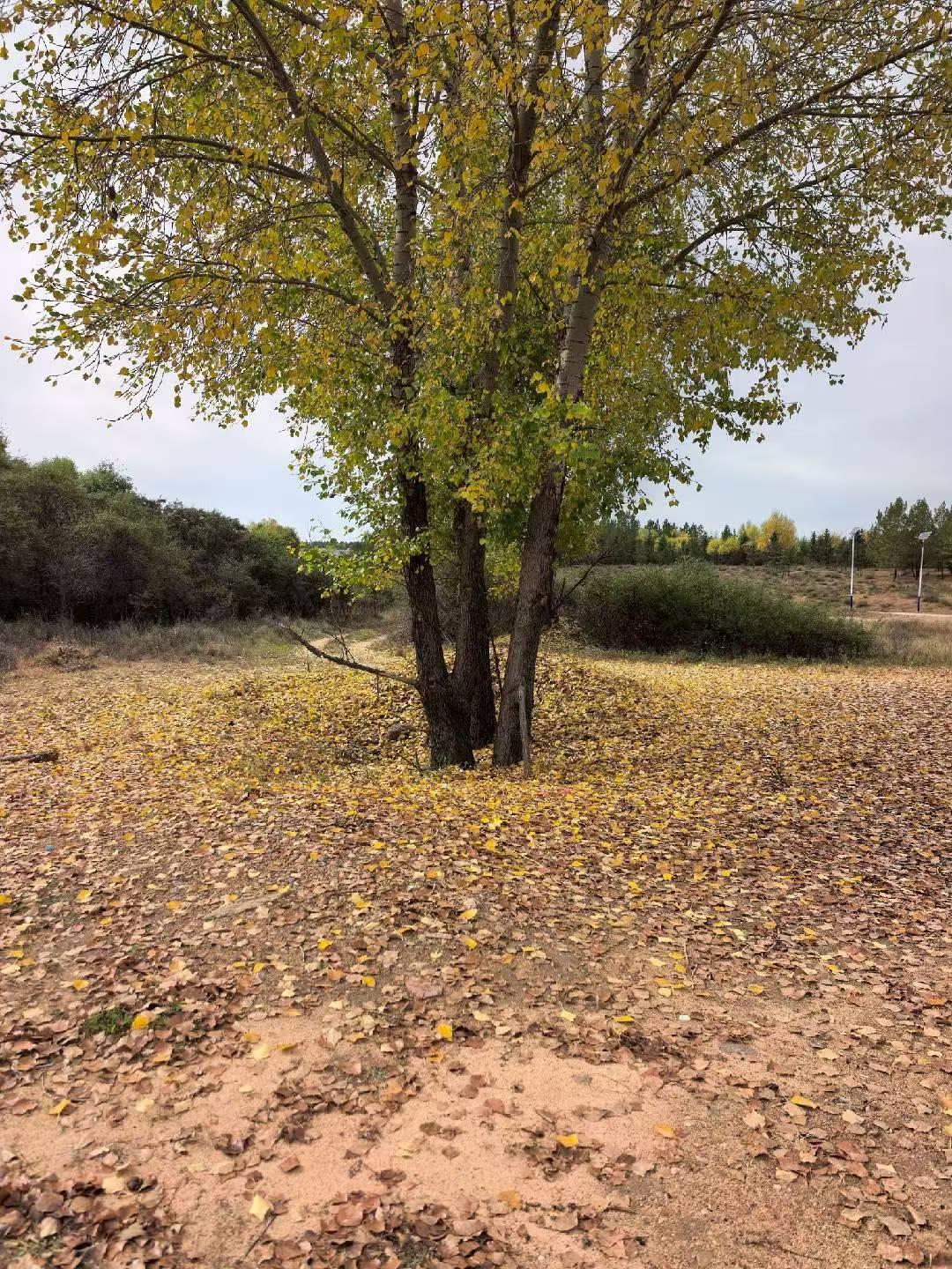 又一场秋雨要来了，一场秋雨一场寒，鄂尔多斯就进入长达九个月的冬季了，我们已经开始