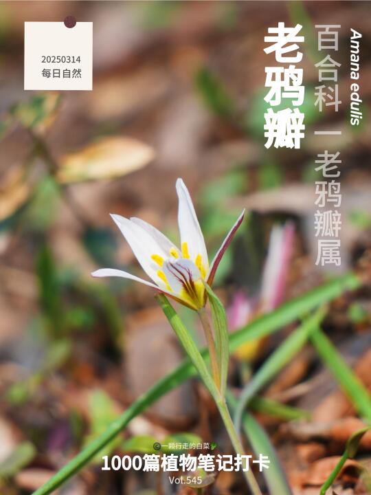 植物笔记545｜被名字耽误的春日颜值担当
