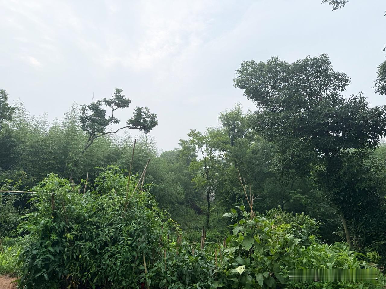益坤电气申购前，再提醒几句

益坤电气明天开始申购，由于顶格申购也只有碎股，无法