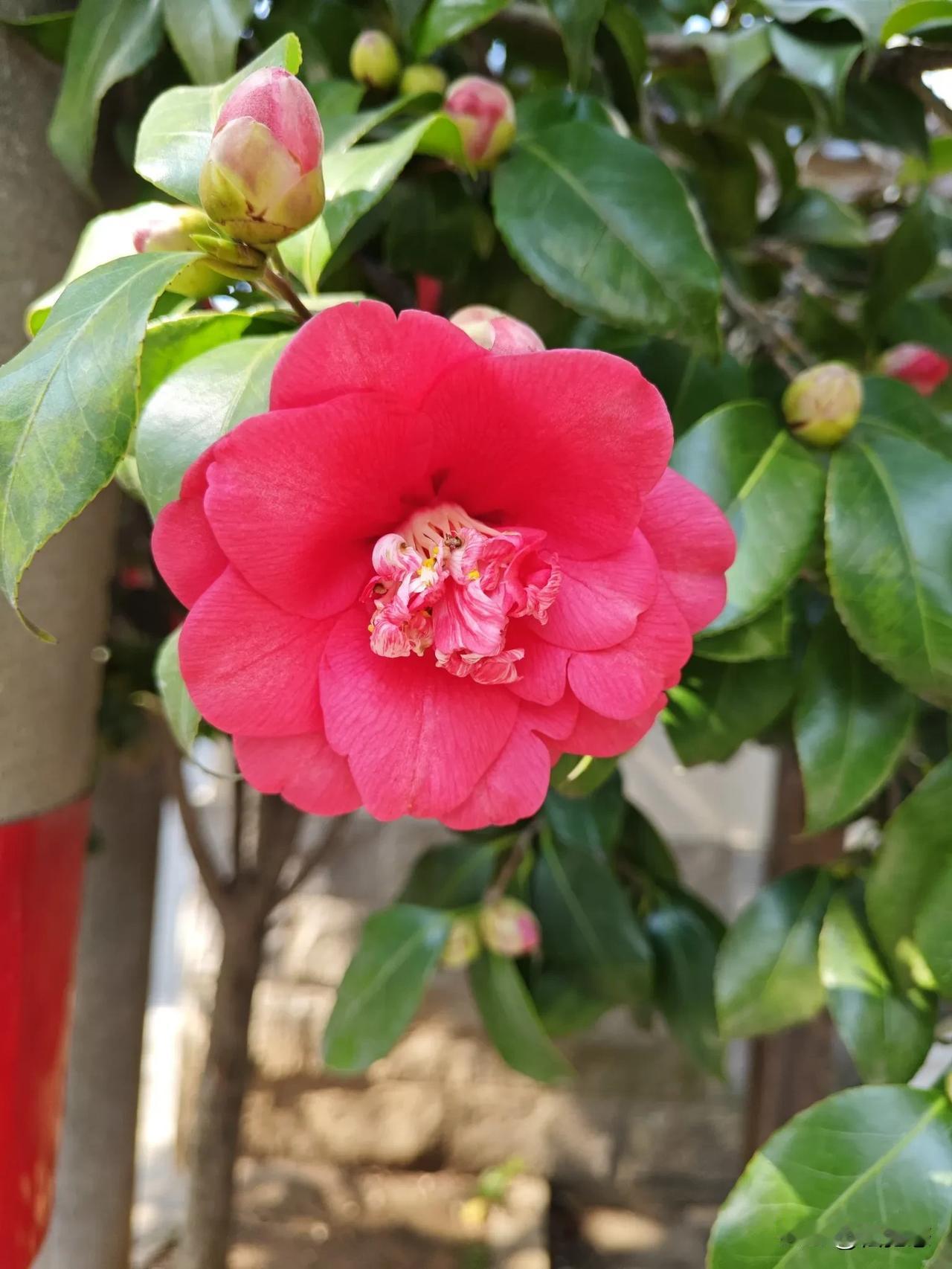 2025年春茶花盛开时