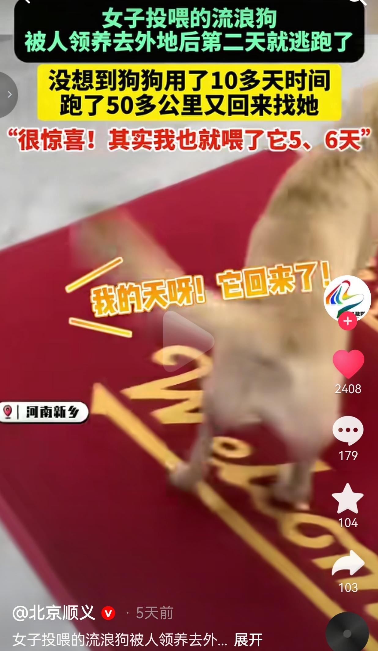 仅仅五六天的善意投喂，狗狗牢牢记在了心底，跨越五十多公里，拼尽一身力气奔赴那一点