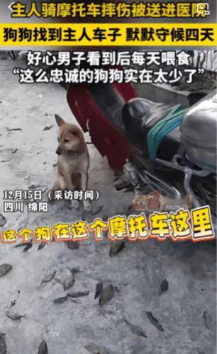 太感人了。四川绵阳，狗主人骑摩托车在路上不小心摔倒了，被送往了医院。只留下摩托车