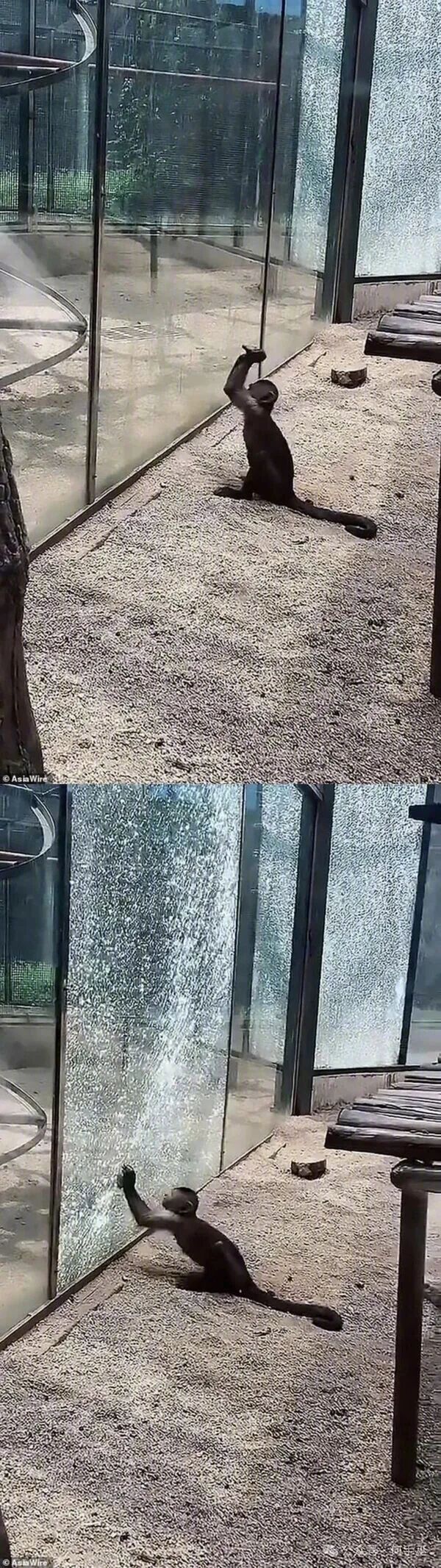 猩球崛起？ 