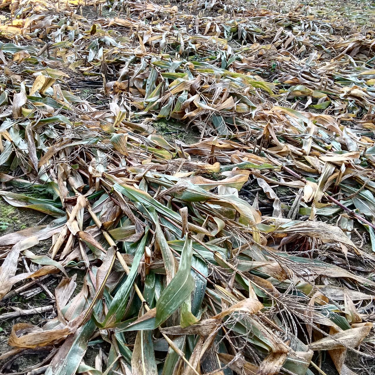 巴马玉米一年三季
康养人每天都能吃到

来到巴马感觉新鲜的玉米永远不断。后来经过