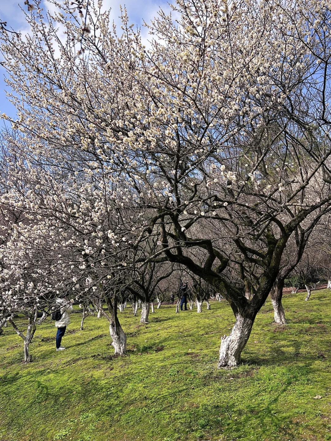 杭州本周最值得去的赏梅地‼️这片花海巨好拍