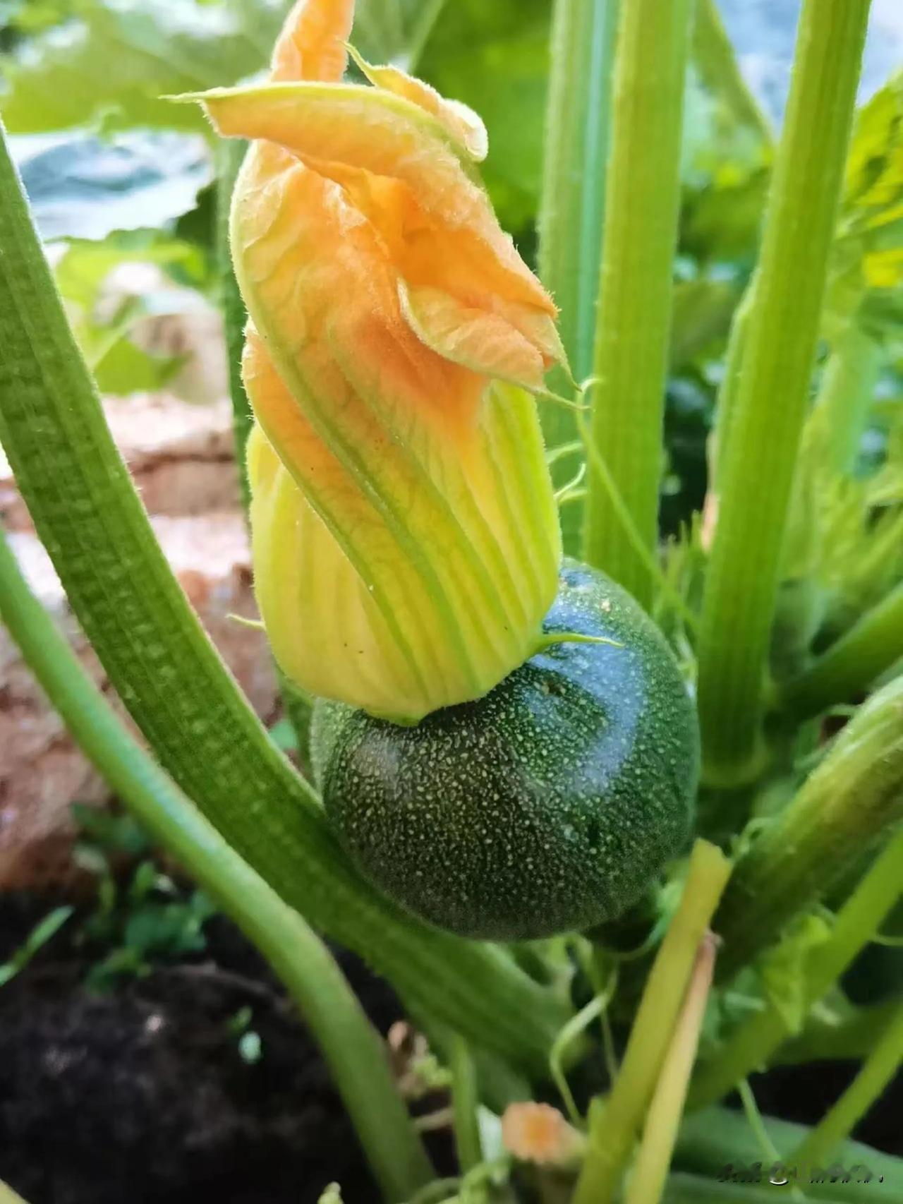 夏日的风拂过爬满架的青藤，带着湿润的泥土气息漫过这朵半敛的黄花，它轻轻依偎在深绿