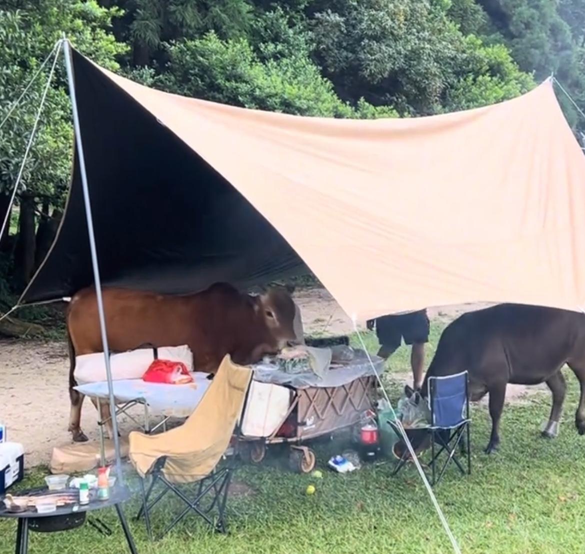【玉林某景区野餐拍照回来食物被牛糟蹋了】

9月20日，网友爆料称：和朋友到