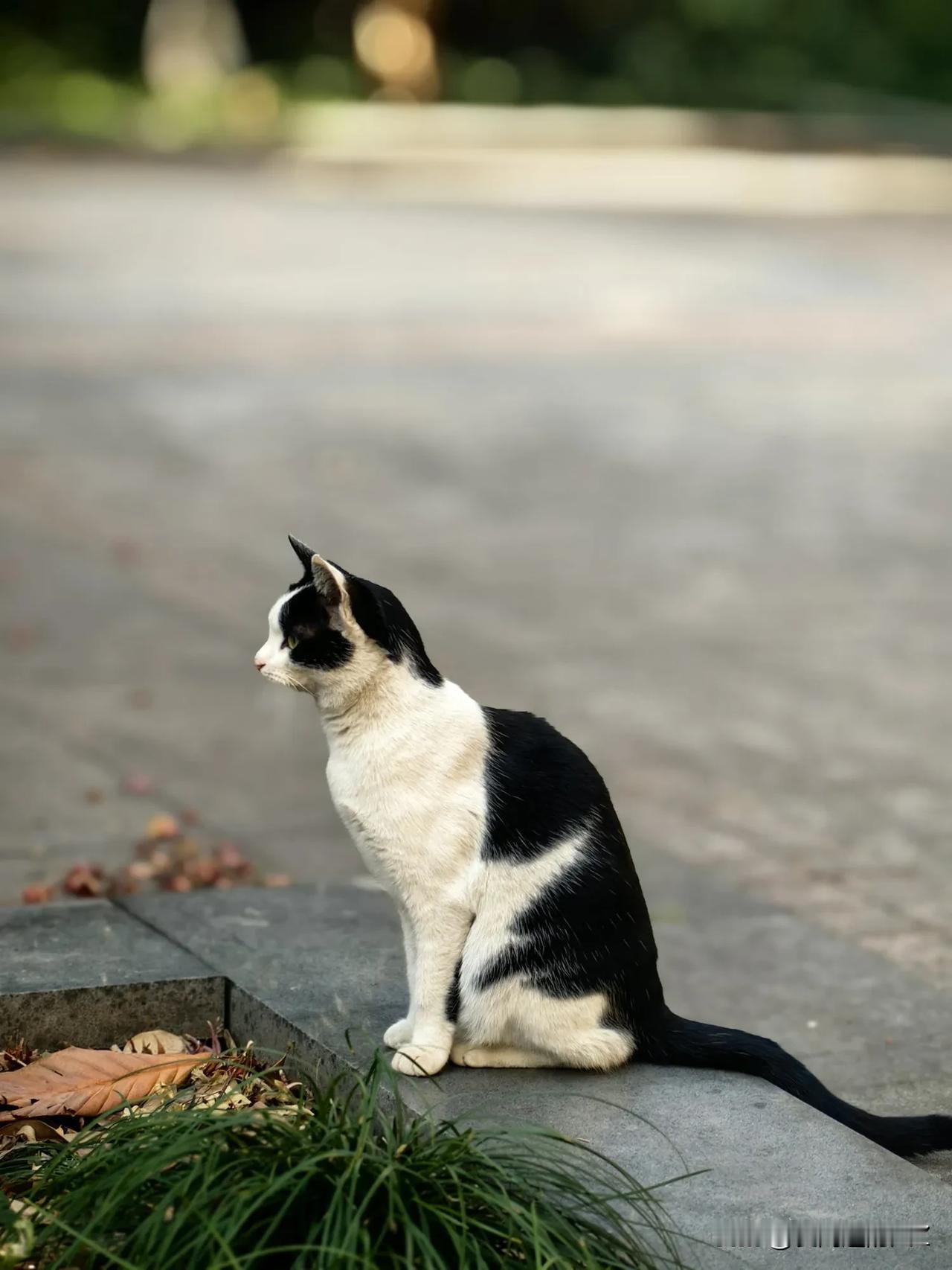 调休回家的路上
午后的阳光里
遇见一只优雅的猫咪
专注地看向草丛里