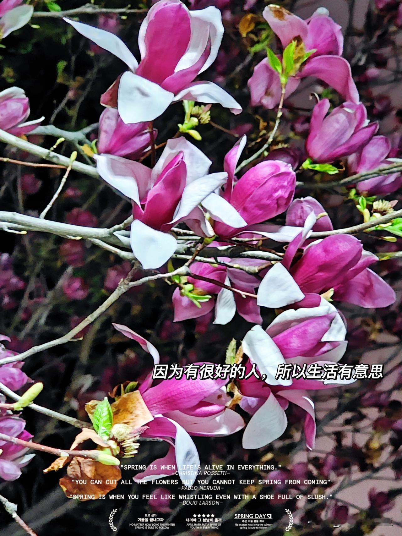 昨夜看见满枝头的玉兰花朵，在紫白相见中随风翩然起舞，如一群群的蝶不停翻飞着。如今