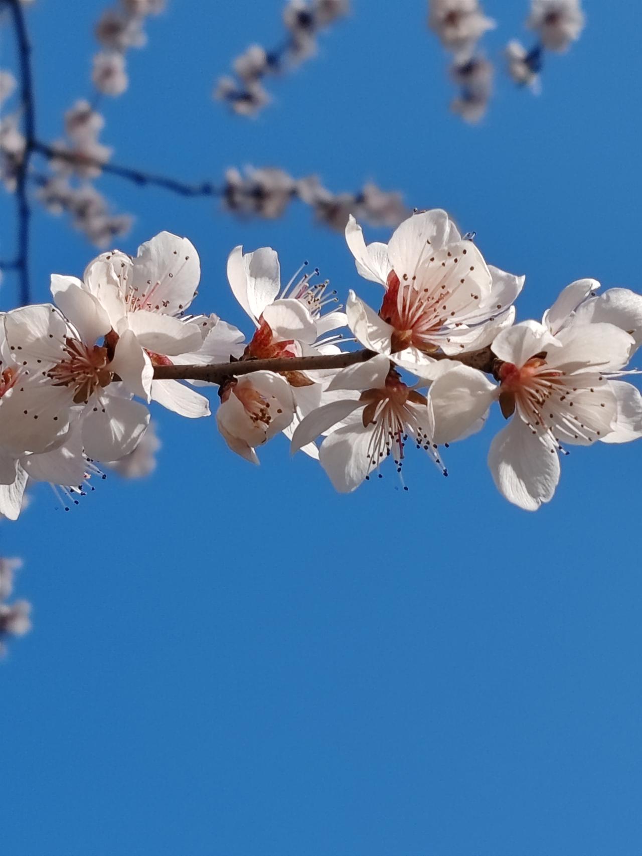 晒图笔记大赛春天的随手拍。