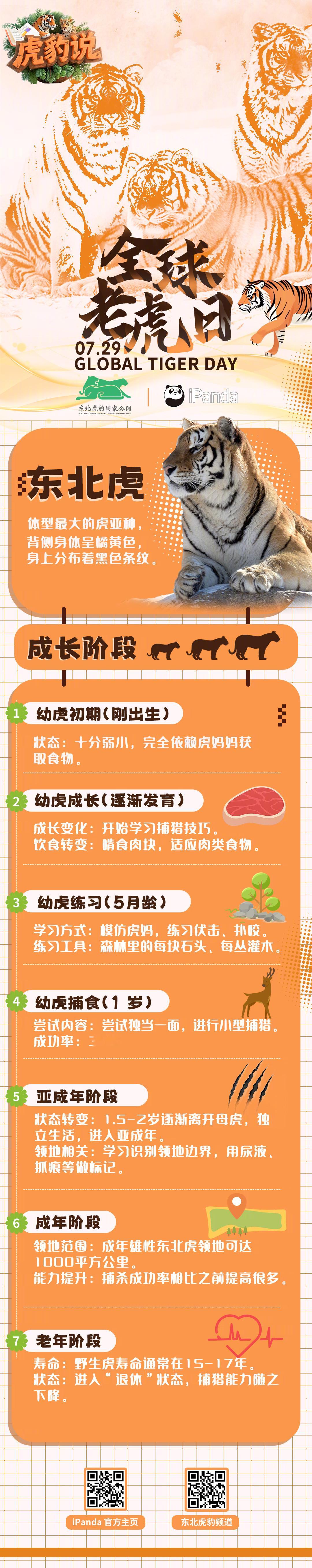 【东北虎成长阶段全记录🐯】从软萌幼崽到森林之王，东北虎的一生超酷的～今天是全球