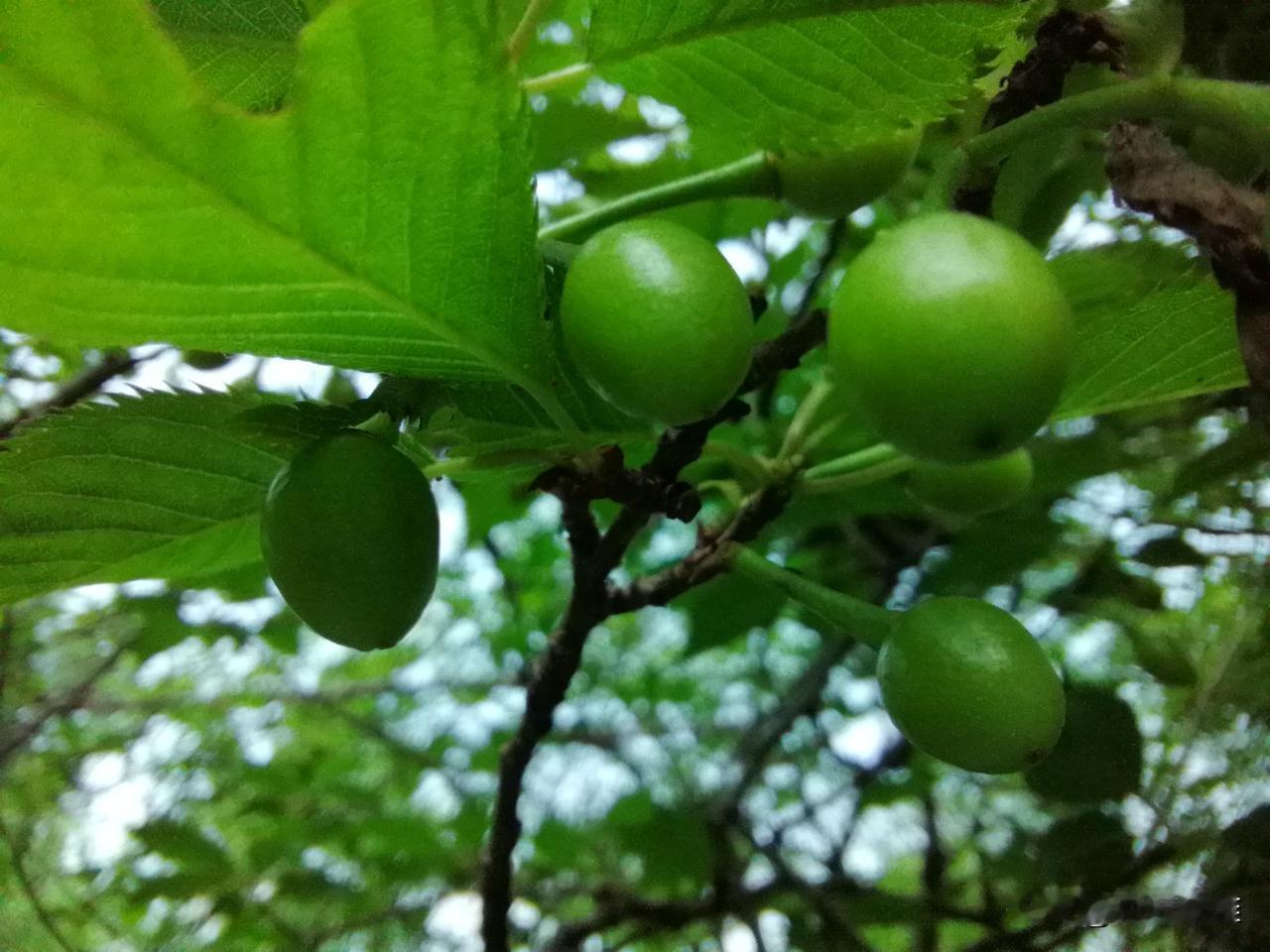断断续续下了一个多月的雨，今天出太阳了。
现在正是春暖花开的季节，就想到去植物园