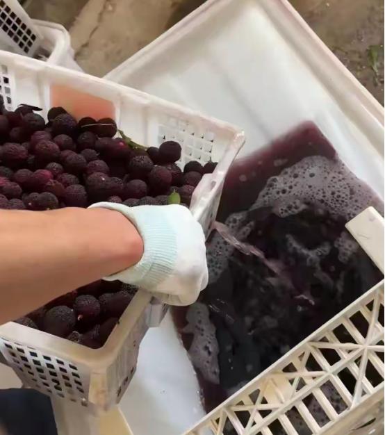 真是颠倒黑白！福建漳州泡药杨梅的黑心商户被抓现行，不仅毫无悔意，反而理直气壮地威