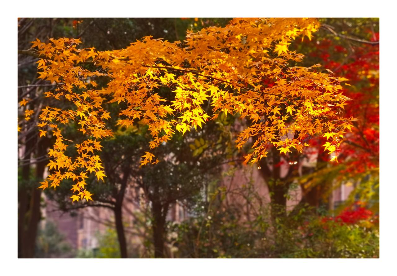 五律·红叶抱枝
秋深色愈红，
守淡面西风。
霜染枝犹劲，
霞凝韵自融。
不随流水