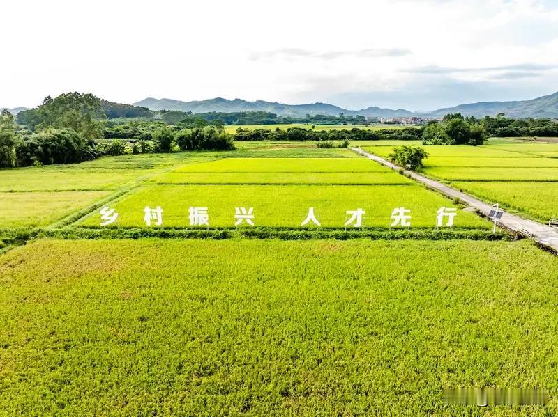加快推进乡村人才振兴，得从引才、育才、留才三方面入手。
引才上，要递出“橄榄枝”