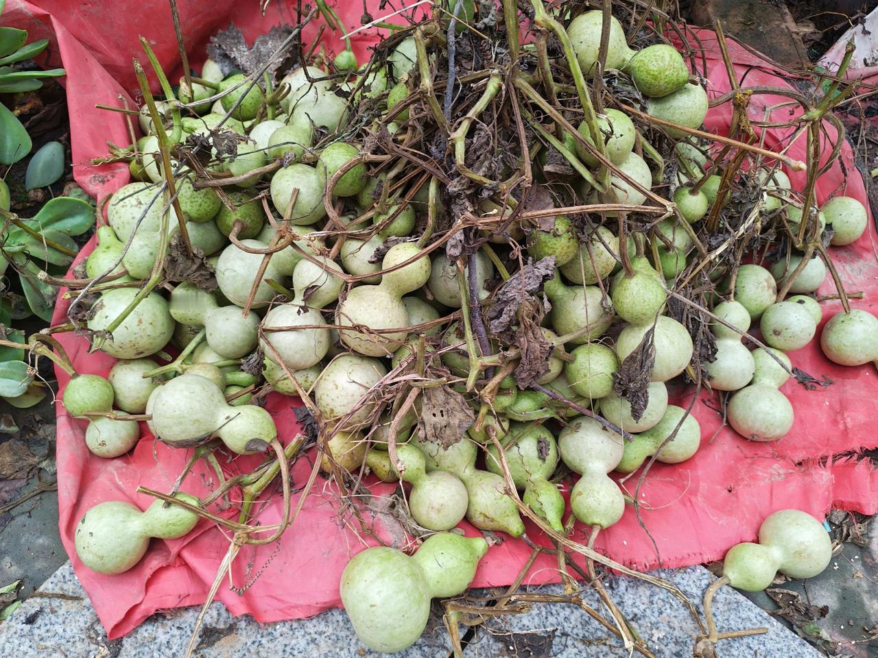 文玩葫芦 特色农产品 新农人计划 原创视频