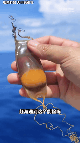 出海发现稀奇古怪的东西很多人喜欢收集海边贝壳做标本，活沙币可以做成标本，还有漂亮