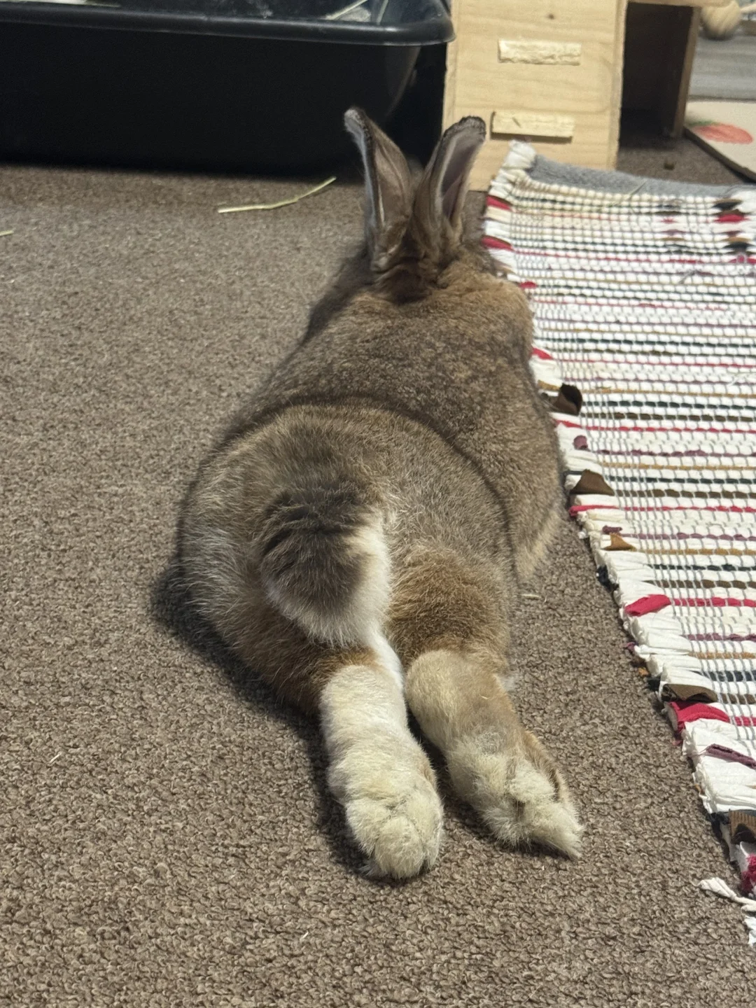 🐰🐰毛绒pp!!!!!!
