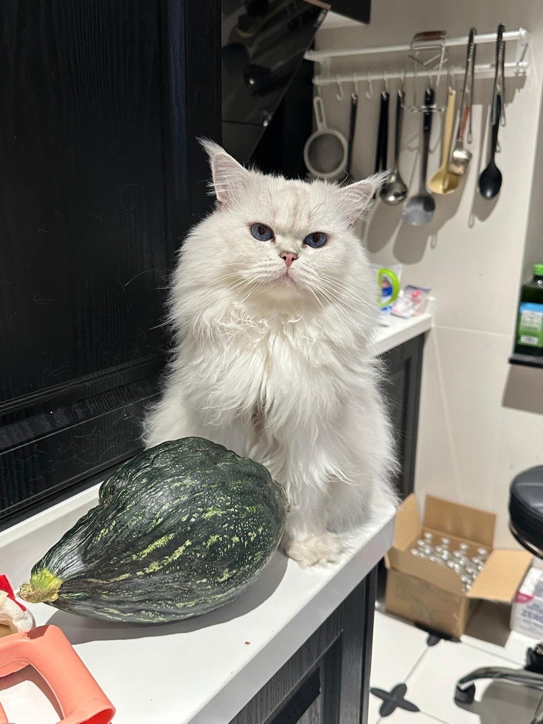 世界上最可爱的小猫咪 ​​​