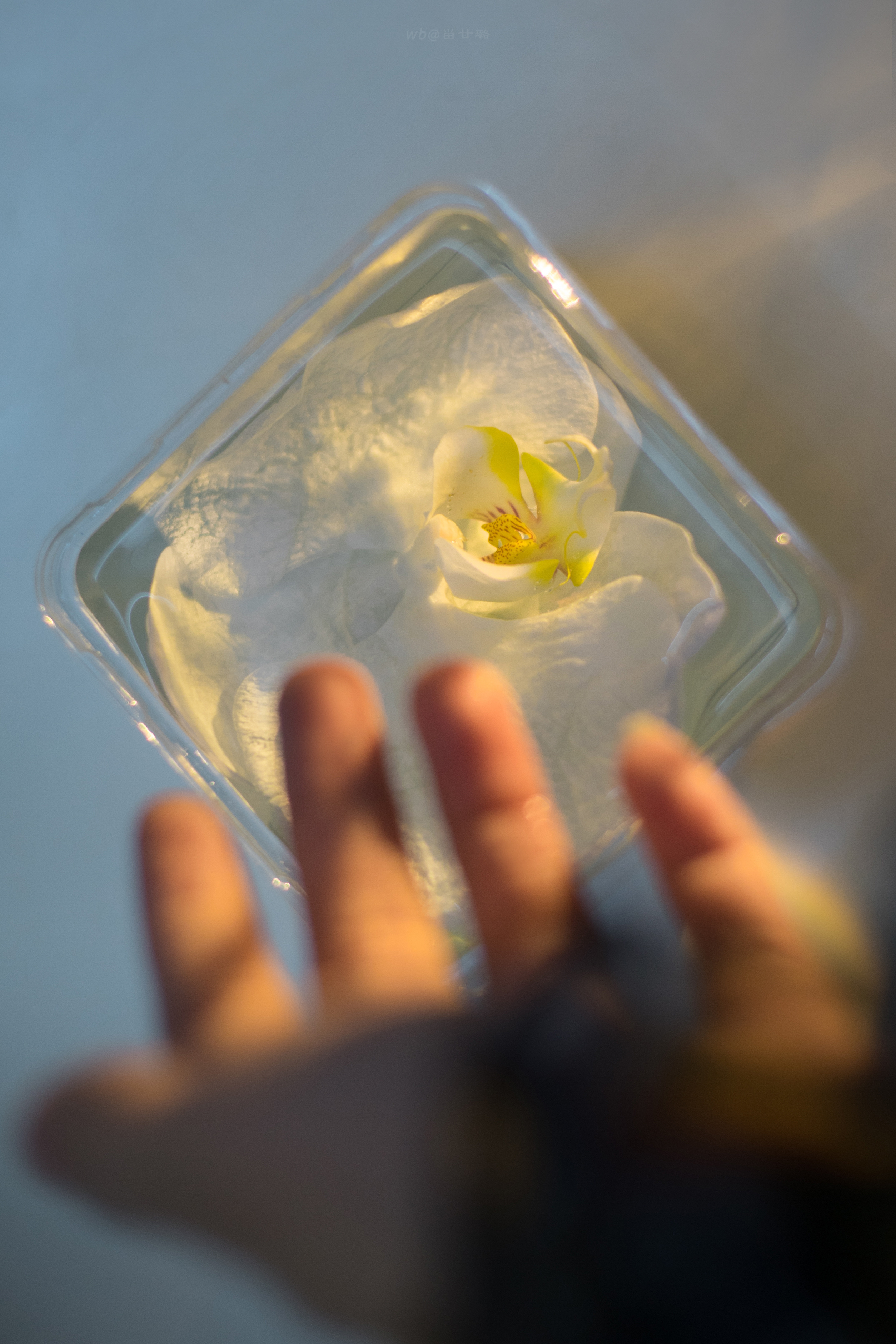 生命之扣也被我反复打过死结，然后用了整个过程，慢慢地，慢慢松开。｜余秀华《我曾经