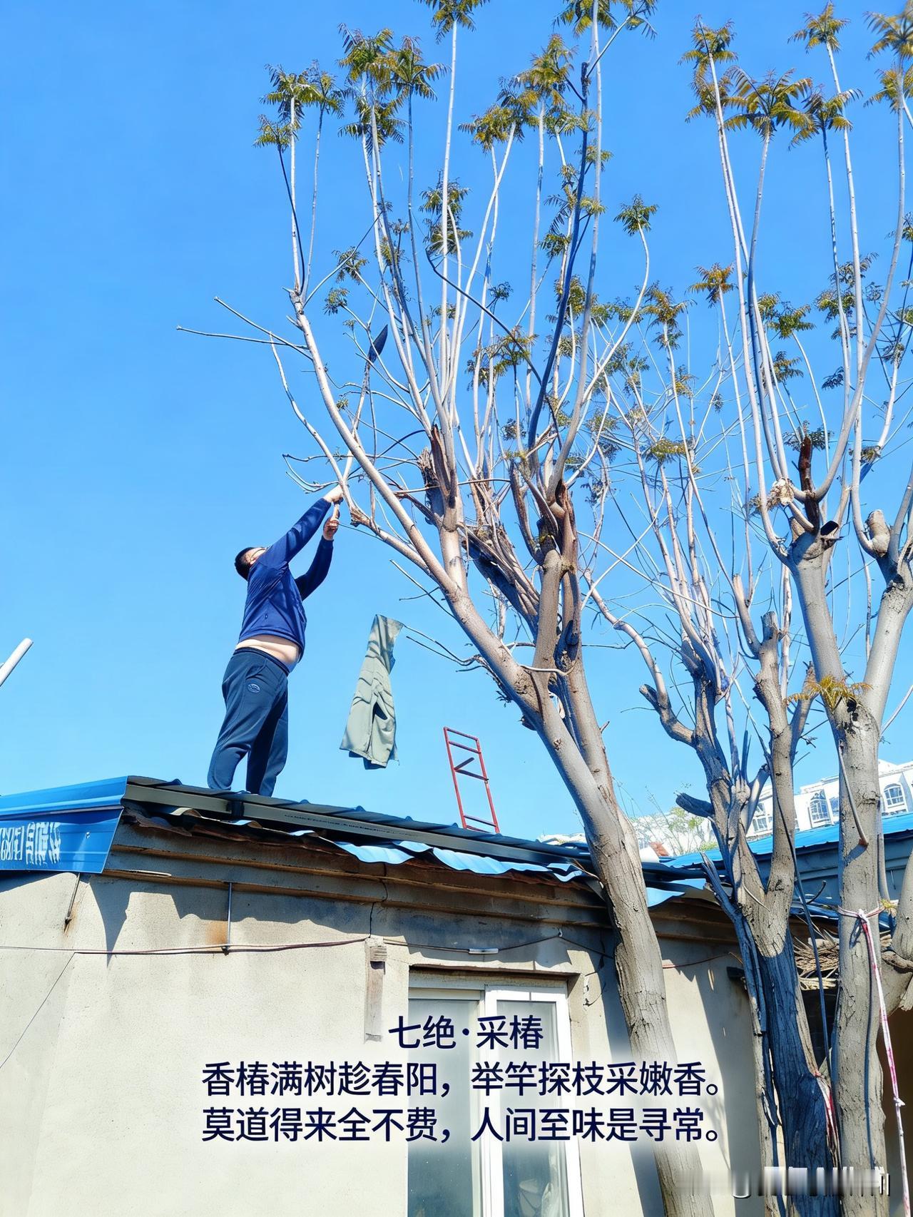 七绝·采椿
 
香椿满树趁春阳，
举竿探枝采嫩香。
莫道得来全不费，
人间至味是
