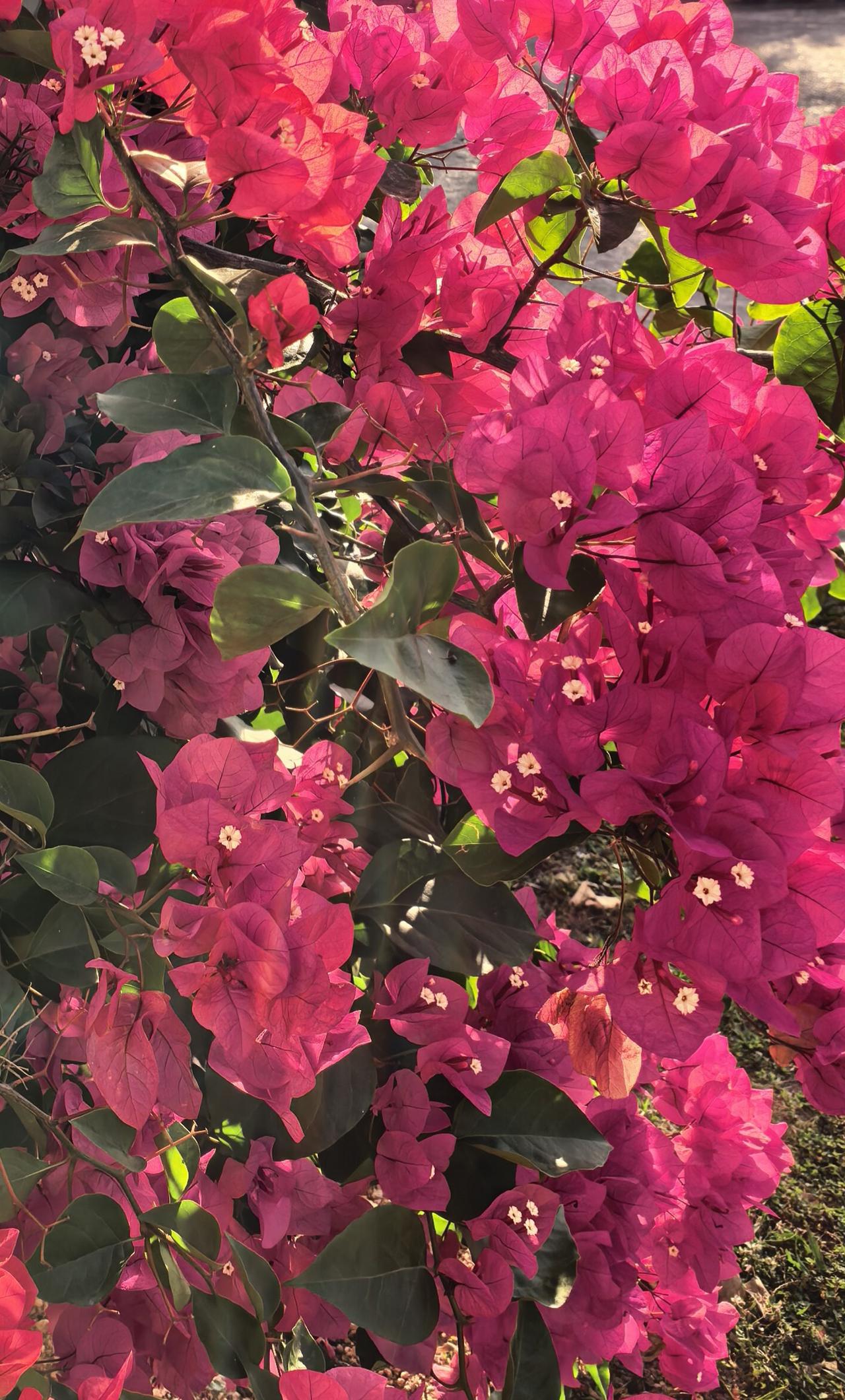 你见过三角梅开花吗?
三角梅，火焰般的红色
那是藤蔓叶片儿的红色
三角梅的花
一