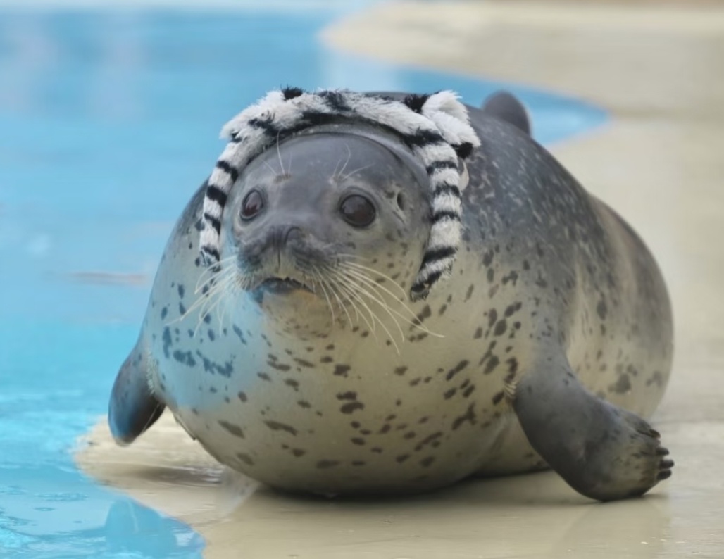 真正的海豹没有耳朵，被认为是从鼬鼠类或者水獭类演化而来。作为对比，海狮和海象被认