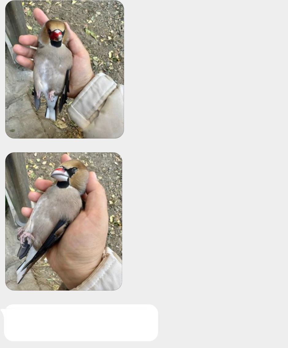 嘴上都是鲜血的【锡嘴雀】看样子是撞玻璃了 一定很疼吧[泪] ​​​