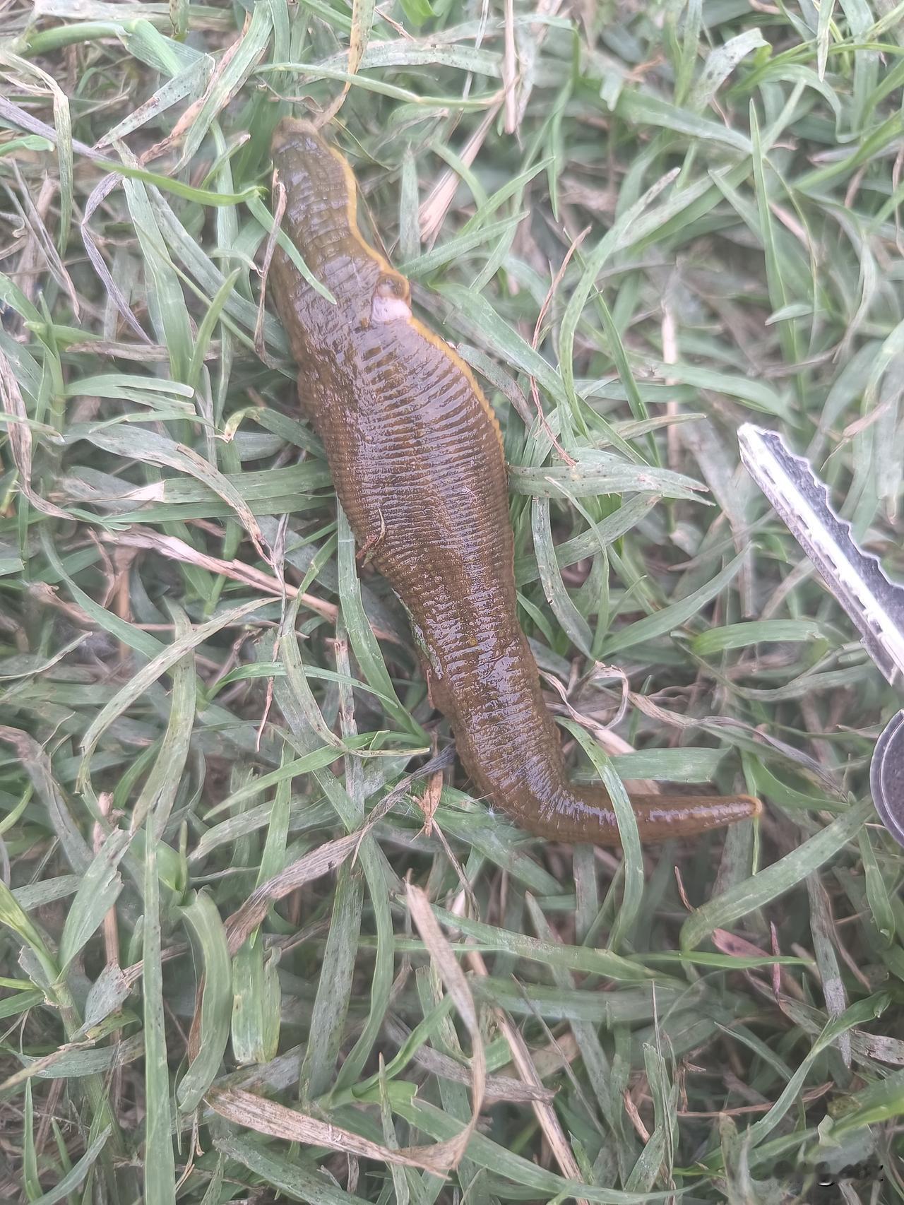 超级大，比想象中的大多了，不过00后可能都不知道叫什么名字吧[捂脸]