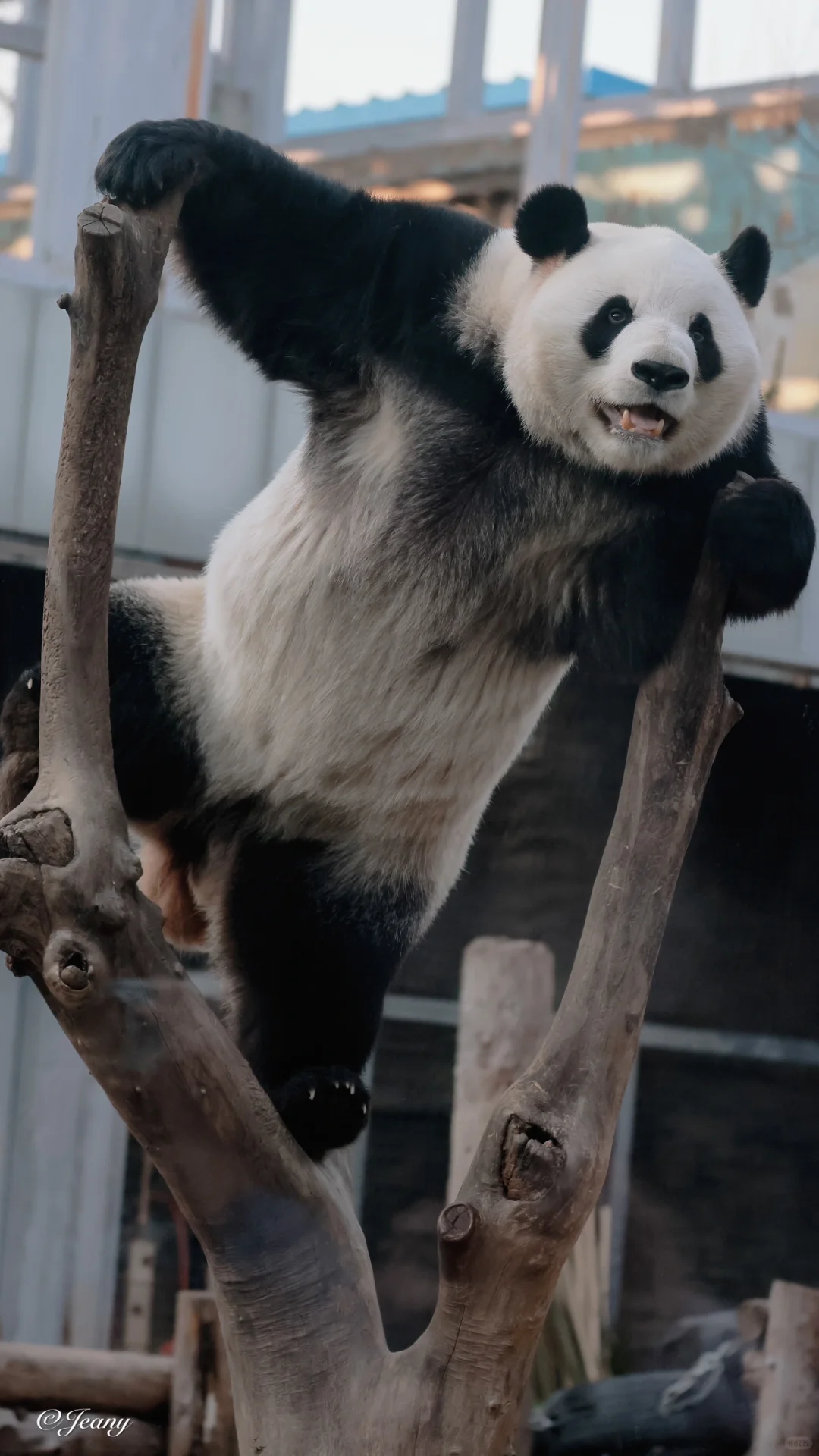 萌兰飞天一字马🐼 嘴角上扬表情管理真到位