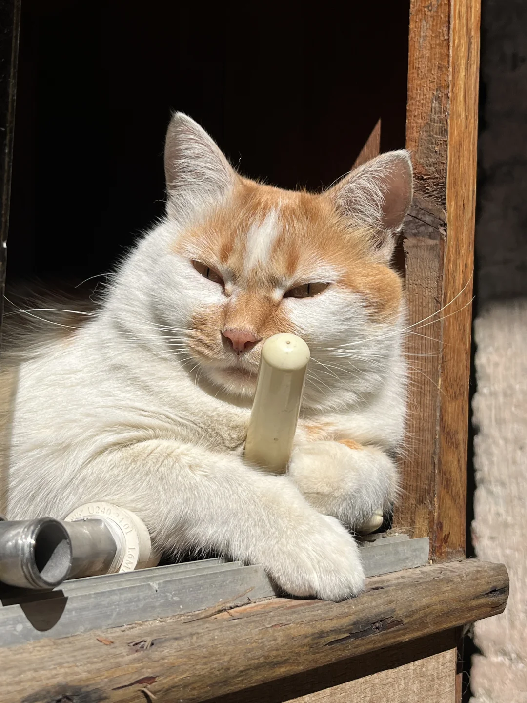 哦莫….太阳晒到睁不开眼睛呢