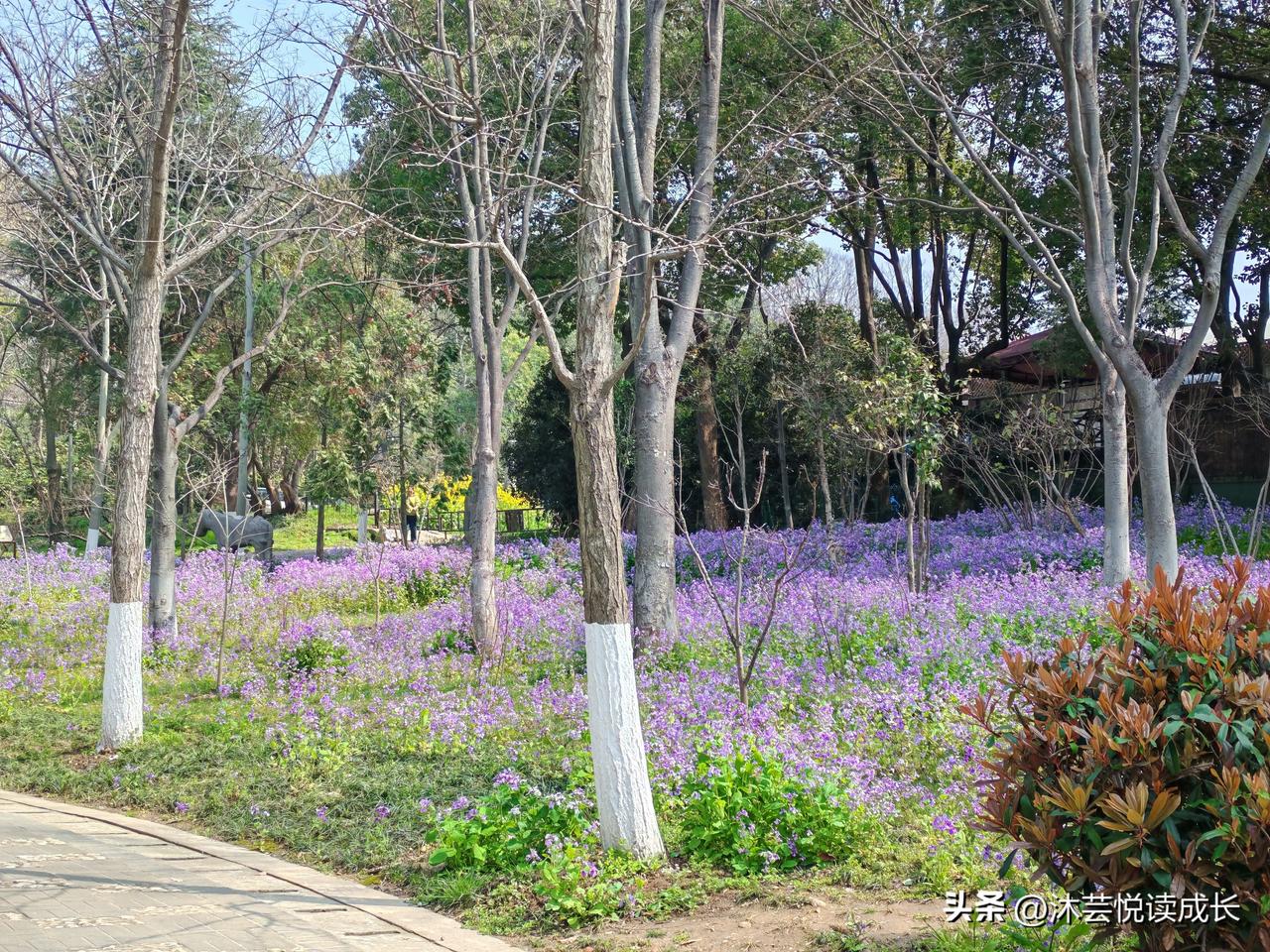 你敢信吗？
退休以后，我竟然把南京的春天，拍遍了每一个角落。
 
三月正是百花盛