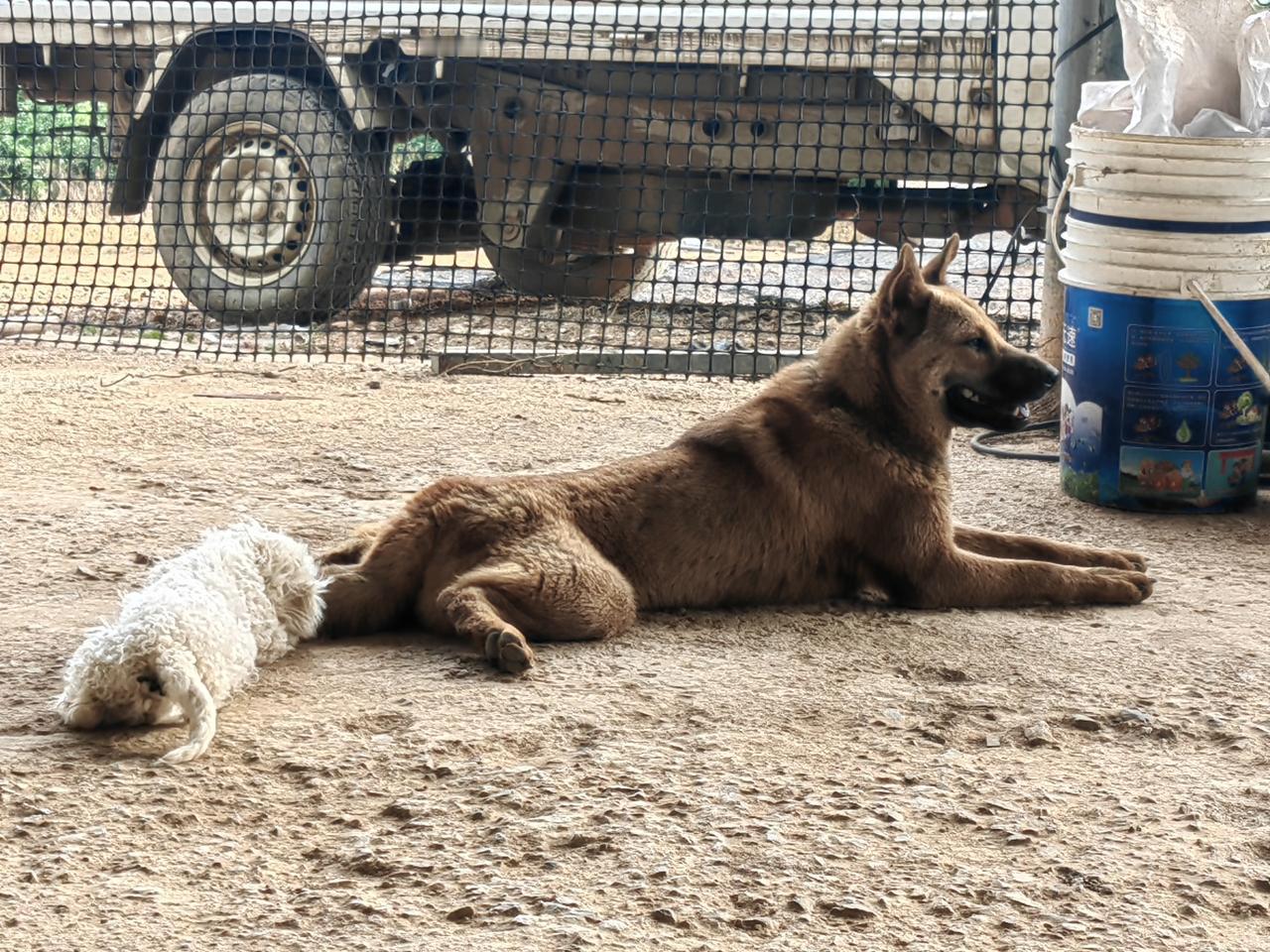 这土狗越长越帅