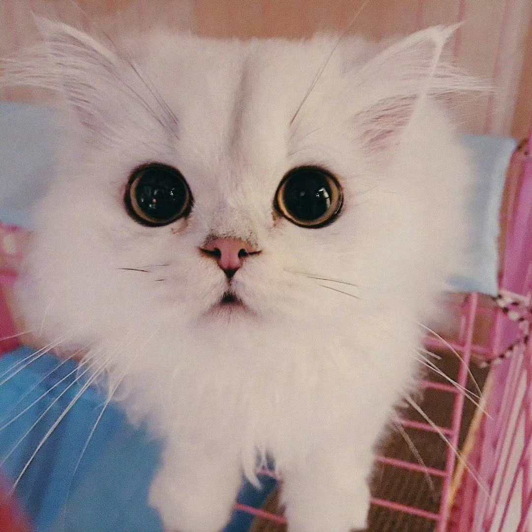 我家妹妹和她主人一样完全是萌物呀🥰白鹿这真的是我的猫吗