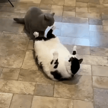 家里得什么样的条件，才能养得起这么胖的猫？