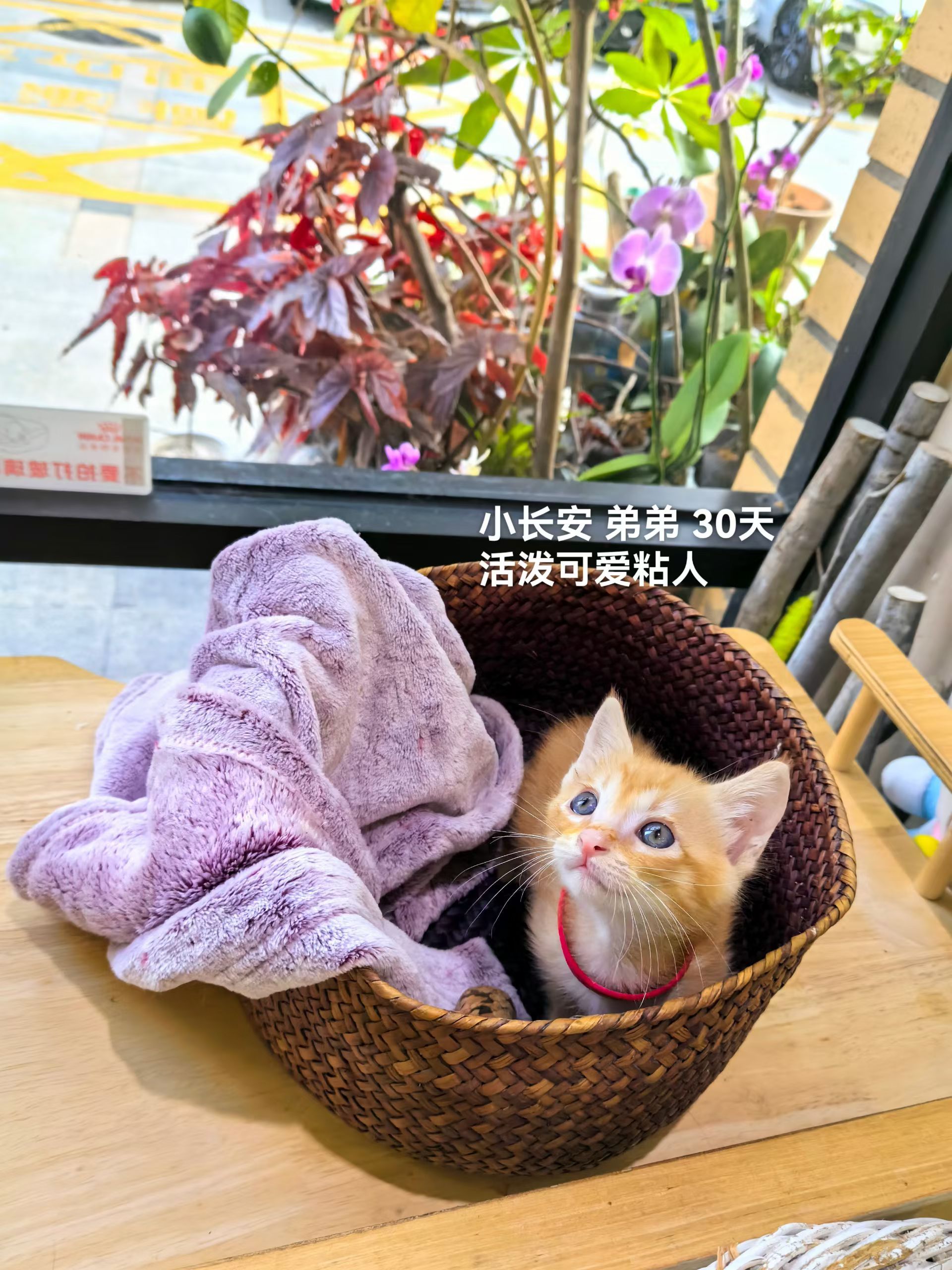 我现在别的不多，就宝宝特多。深圳领养 领养