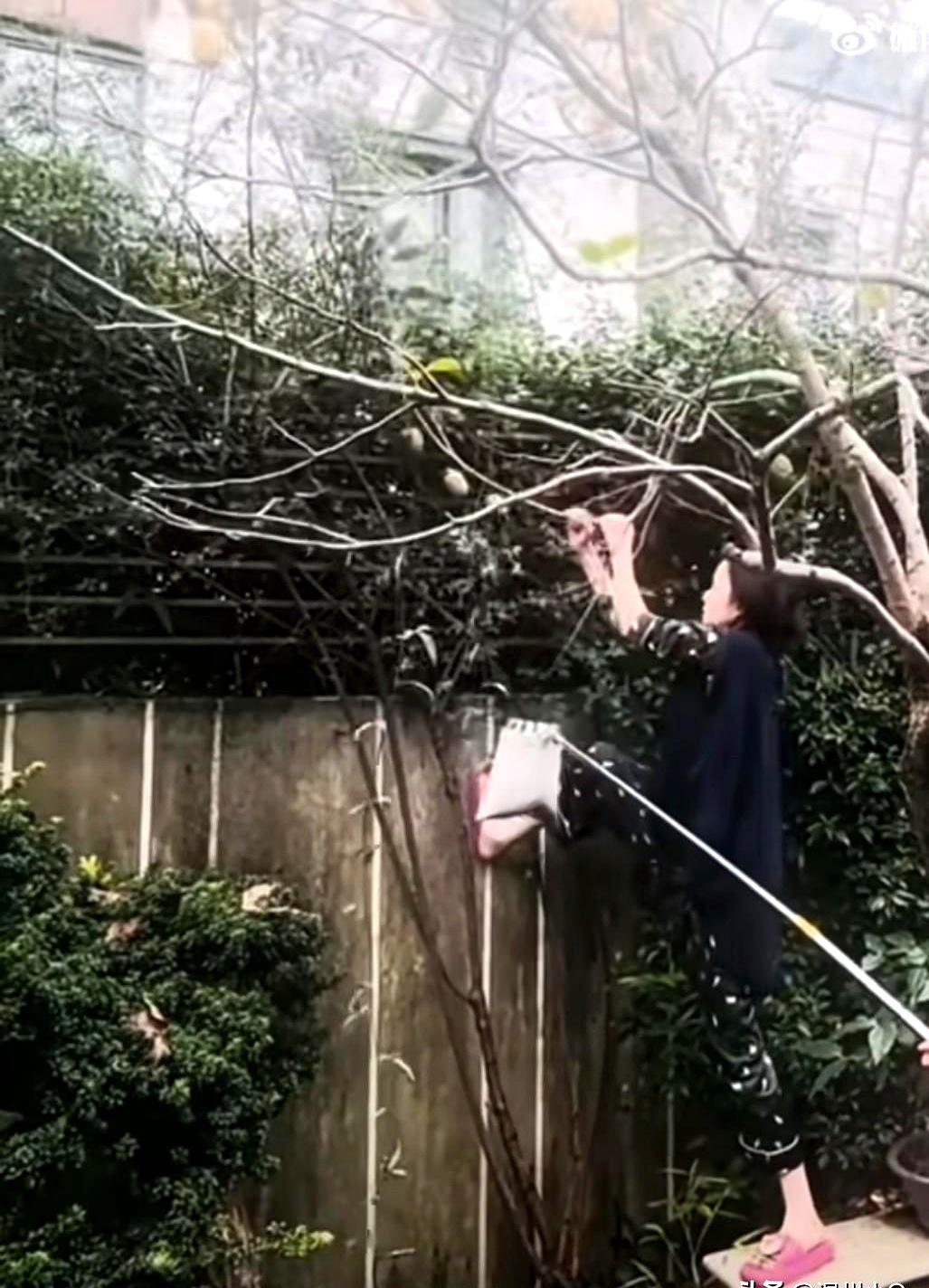 倪妮穿个睡衣拖鞋就上树摘柿子去了，那架势比爷们儿还爷们儿。
摔了是不至于，我就盯