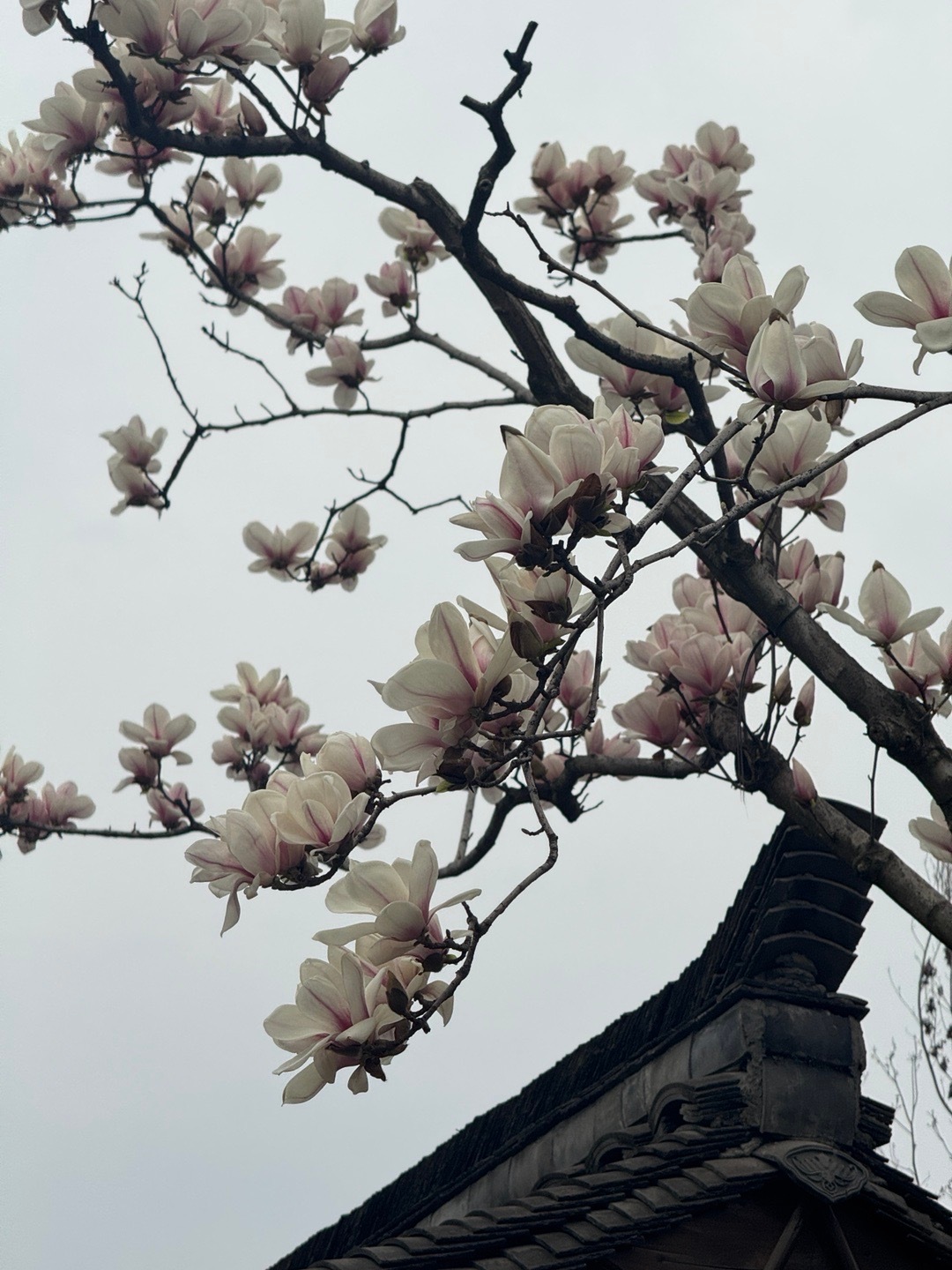 随手拍拍脸上有点过敏，加了个滤镜我的日常plog