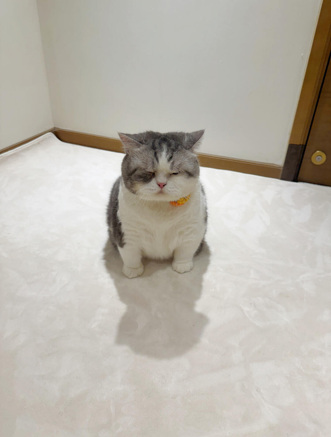 凌晨5点喊它起来吃饭