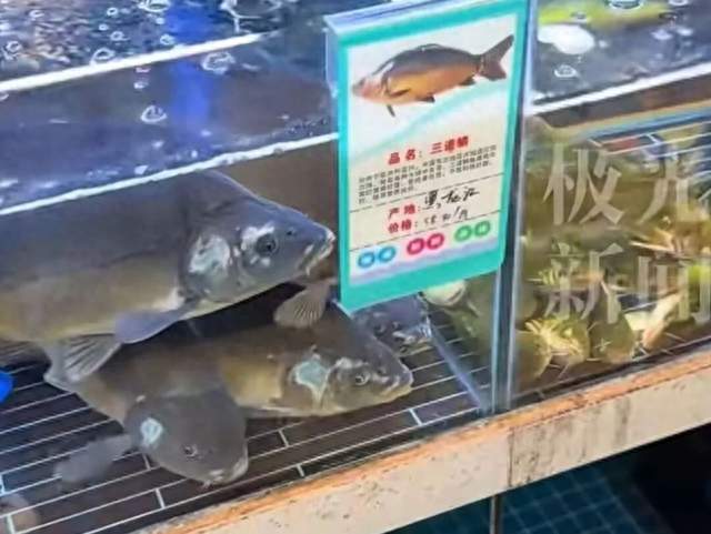 三道鳞怎么做好吃