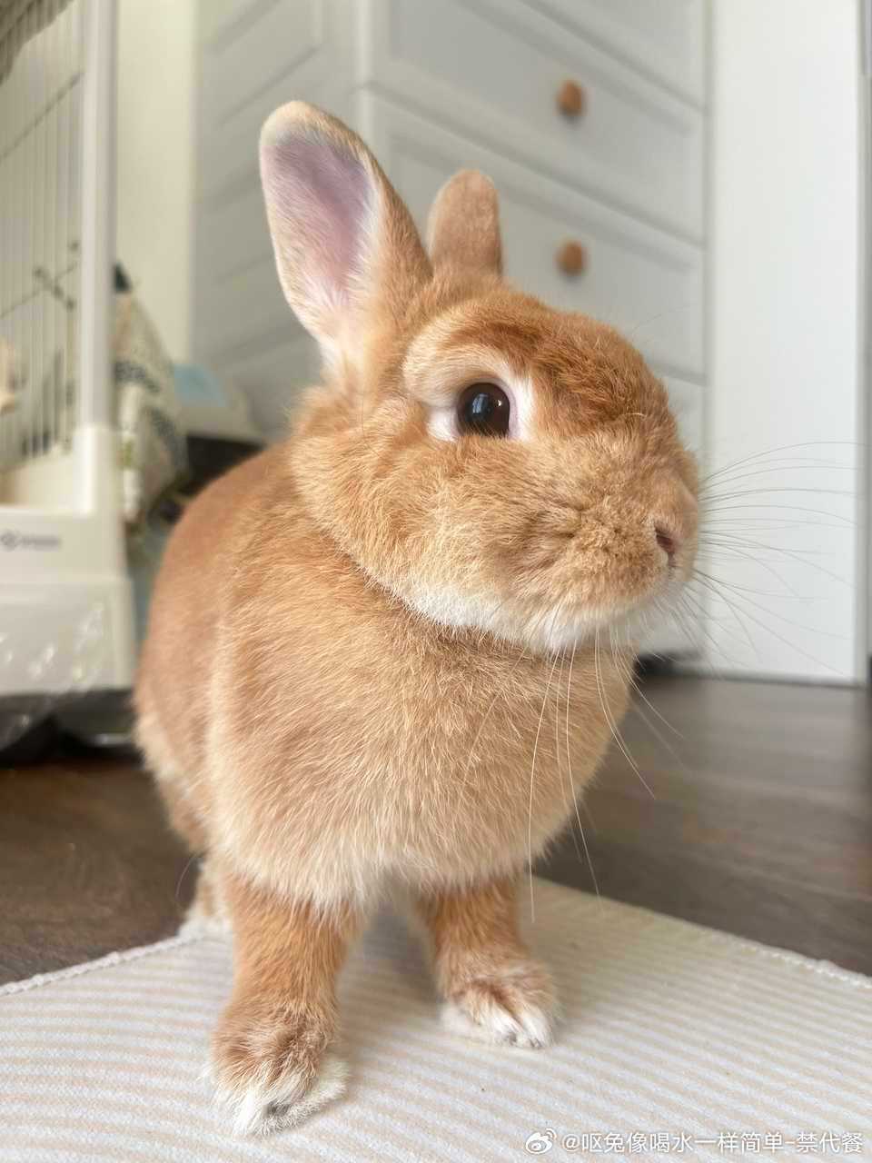 14219🐇🐇【你就】发这两张图什么也不要说。 