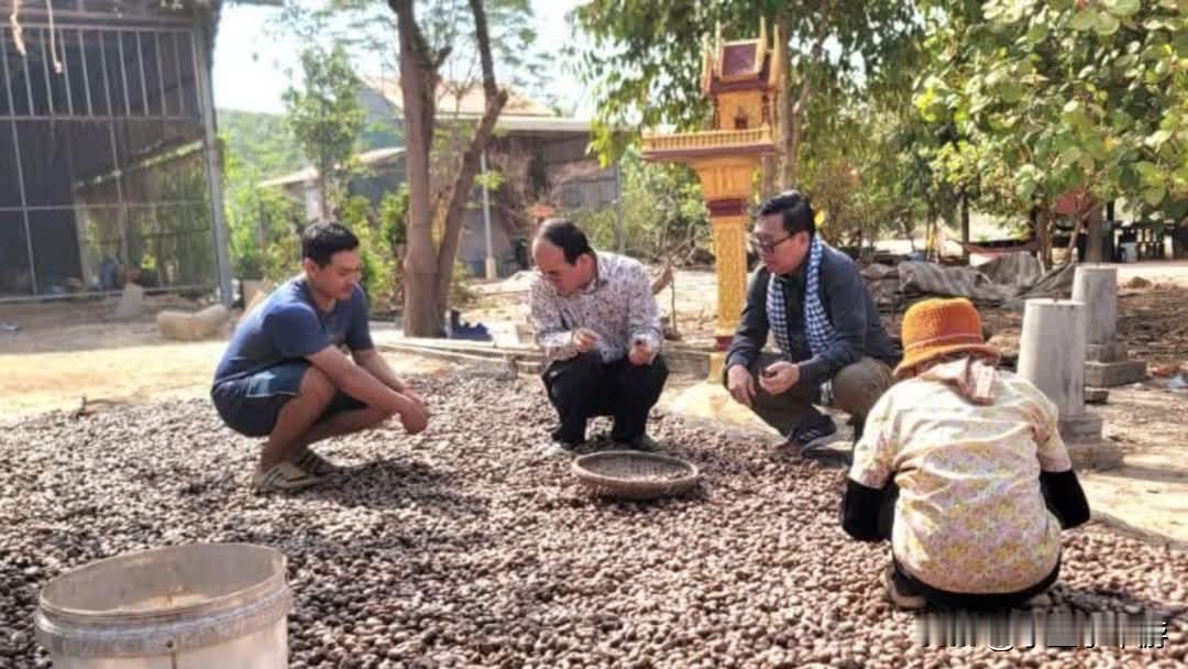 2025年柬埔寨生腰果出口成绩斐然，成功突破百万吨大关，这一成就着实令人瞩目。柬