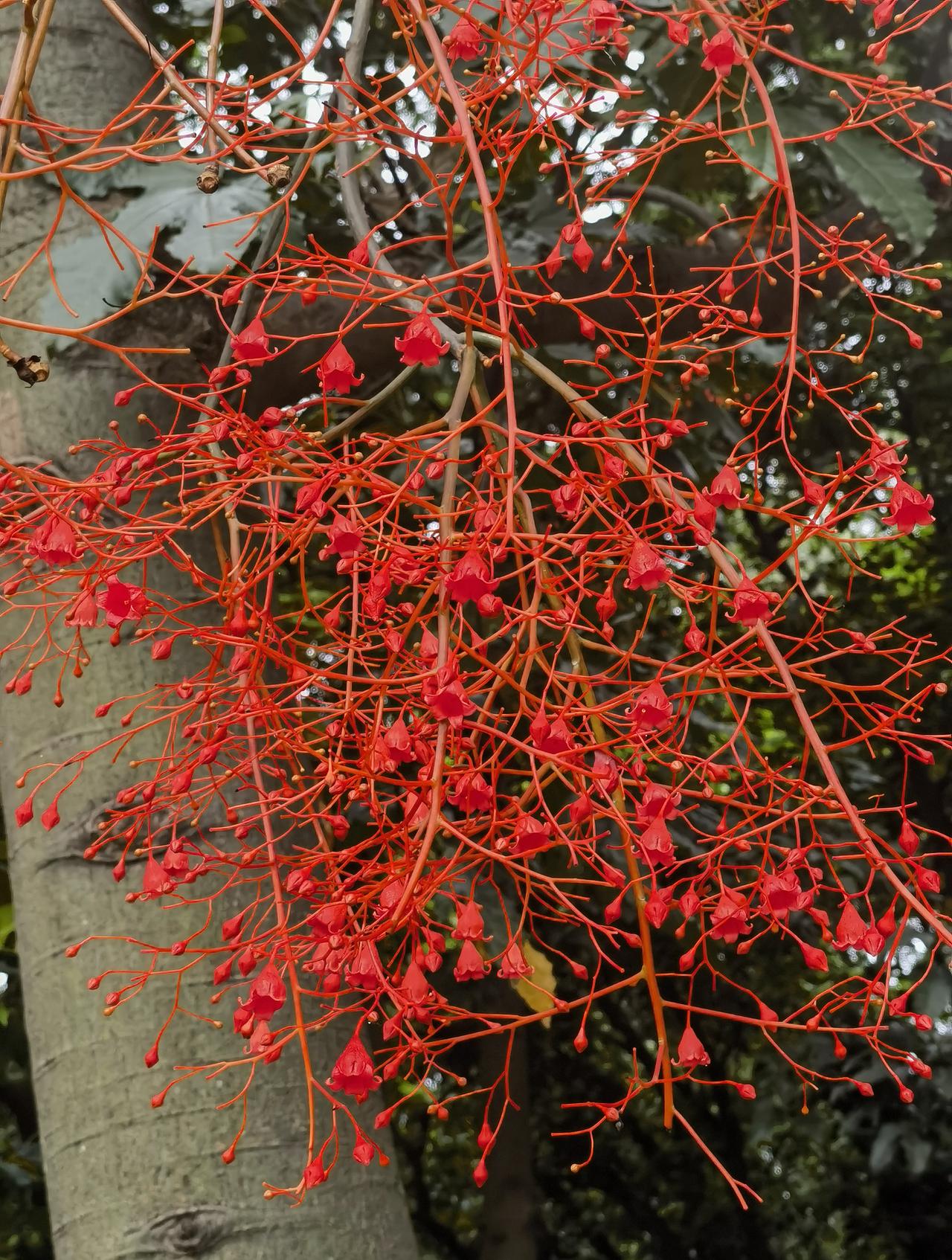 澳洲火焔木花开，传来了南国盛夏到来的信息。
满树红花，在骄阳的照射下，红得刺目，